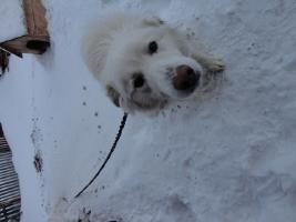 Белый собака