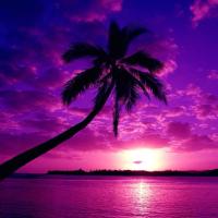 Purple (net pics)