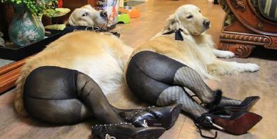 Funny Dogs in Pantyhose