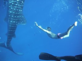 Swimming with whalesharks