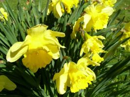 English Spring Has Sprung/Spring Flowers